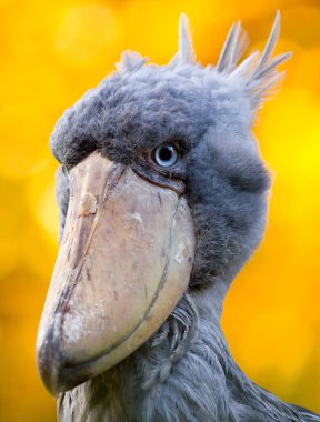 renkli toucan kuş