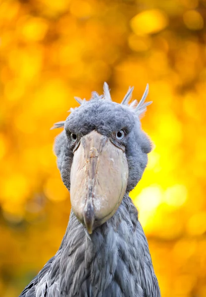 Färgglada toucan fågel — Stockfoto