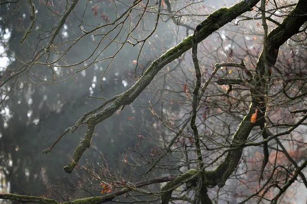 Sabah sis ile orman. — Stok fotoğraf
