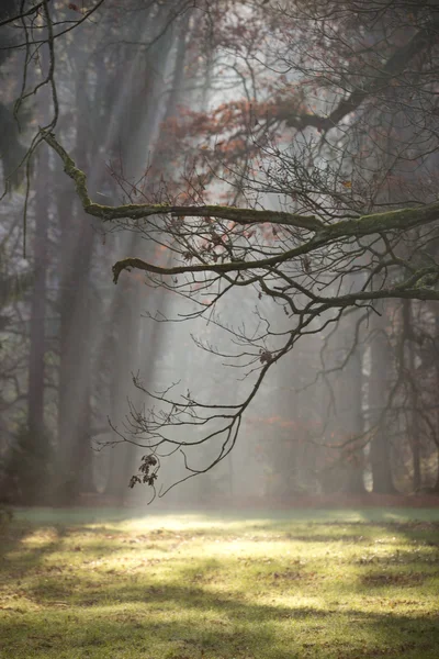 Bosque con niebla matutina . — Foto de Stock