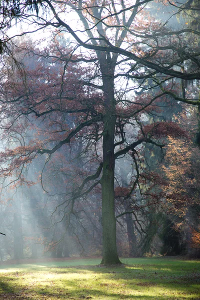 Foresta con nebbia mattutina . — Foto Stock