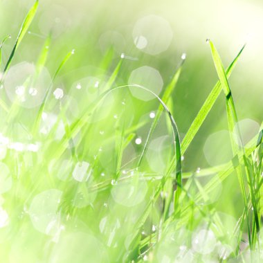 yeşil çim dokusu ile su damlaları.