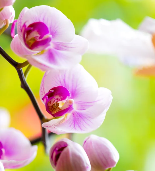 Piękny fioletowy kwiat storczyk — Zdjęcie stockowe