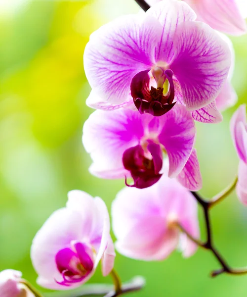 Krásná fialová orchidej květina — Stock fotografie