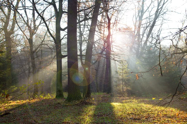 Gyönyörű reggeli jelenet az erdőben — Stock Fotó