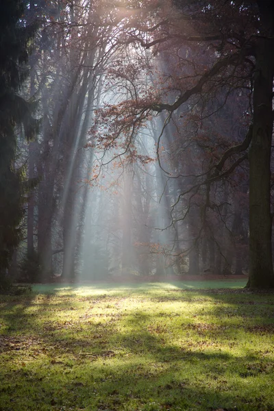 Hermosa escena matutina en el bosque — Foto de Stock