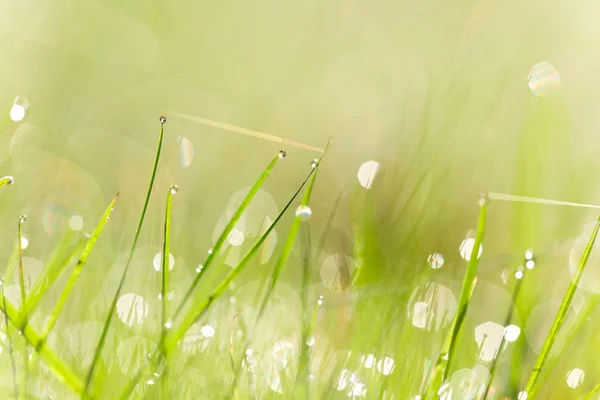 Erba fresca verde con gocciolina d'acqua — Foto Stock