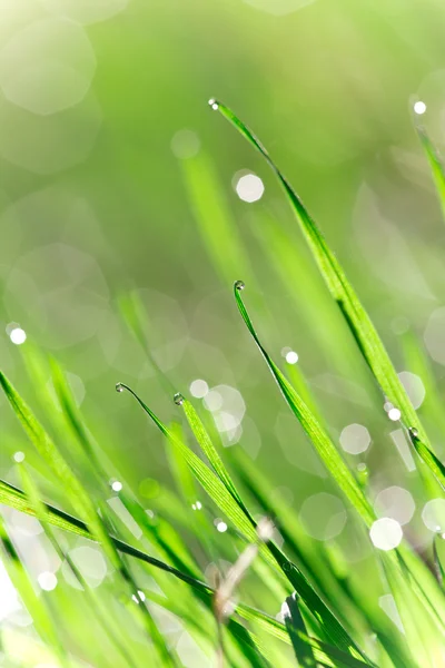 Erba fresca verde con gocciolina d'acqua — Foto Stock