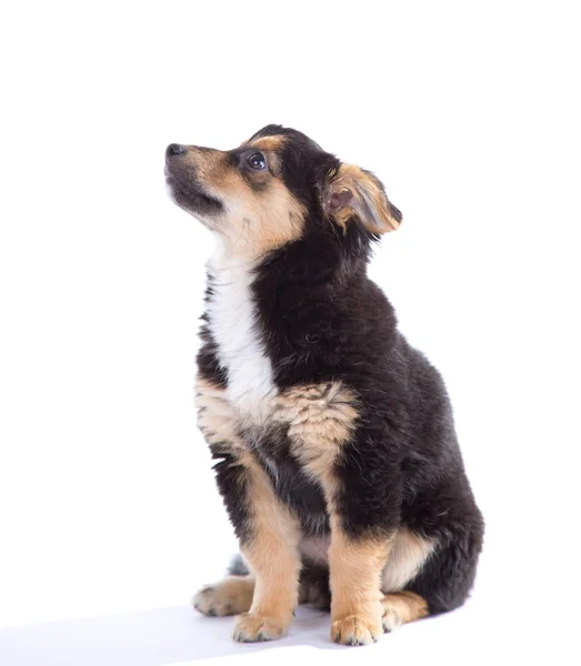 Cute puppy — Stock Photo, Image