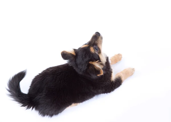 Cute puppy — Stock Photo, Image