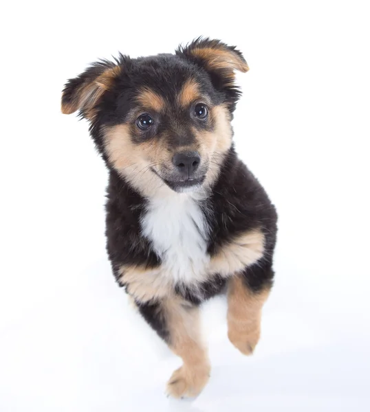 Cute puppy — Stock Photo, Image