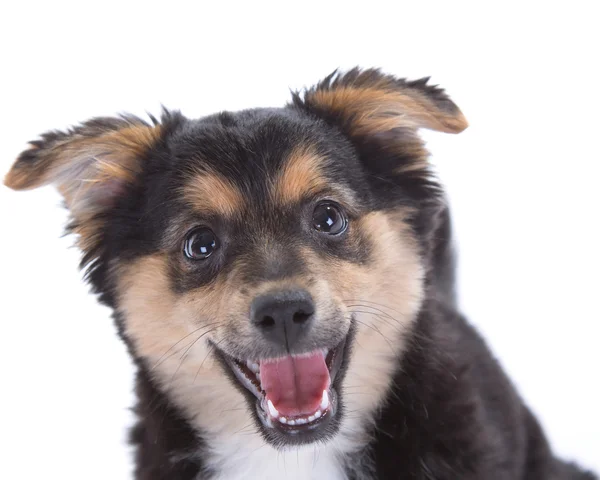 Carino cucciolo — Foto Stock