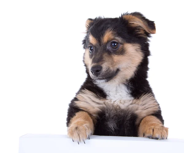 Lindo cachorro —  Fotos de Stock