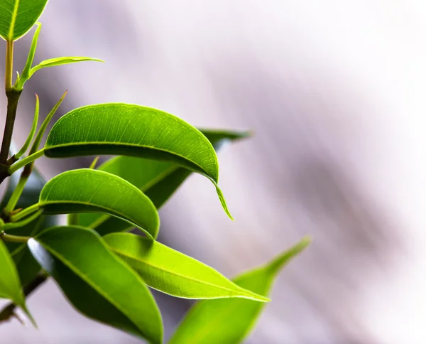 Ficus benjamina — Stock Photo, Image