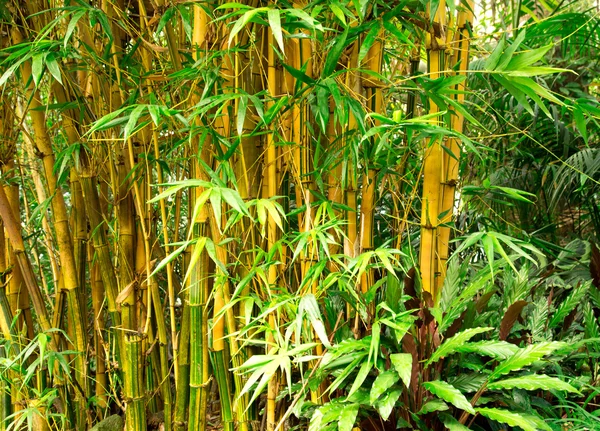 Floresta de brotos de bambu — Fotografia de Stock