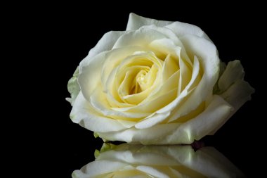 Doğal kırmızı güller arka planı