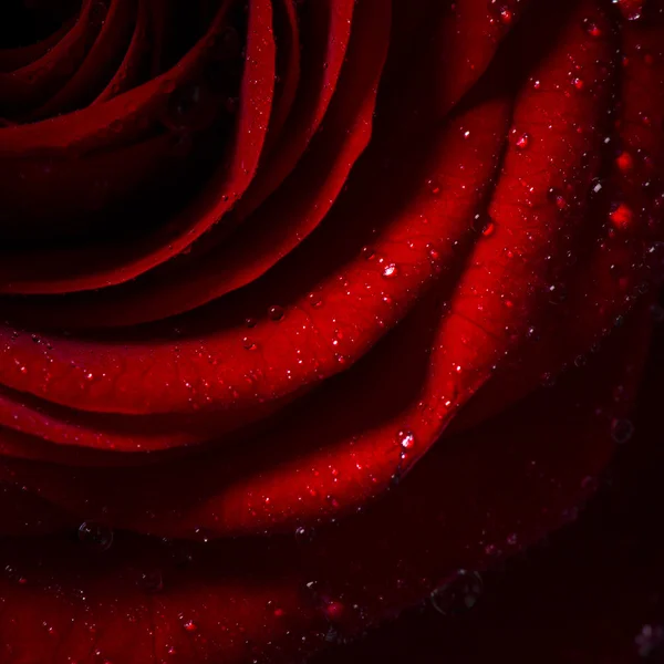 Természetes vörös rózsa háttér — Stock Fotó