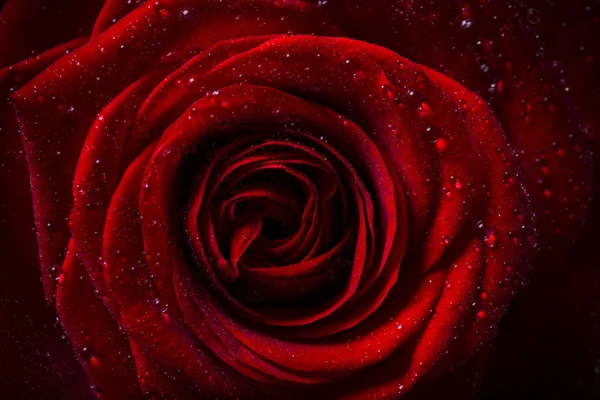 Natural red roses background — Stock Photo, Image