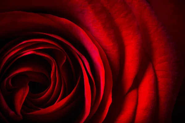 Natürliche rote Rosen Hintergrund — Stockfoto