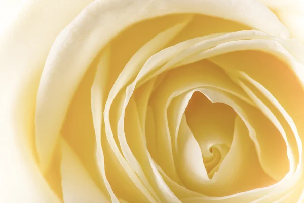 Natuurlijke tint gele rozen achtergrond — Stockfoto