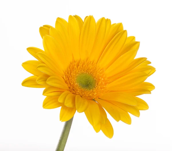 Barevný Gerbera květ — Stock fotografie
