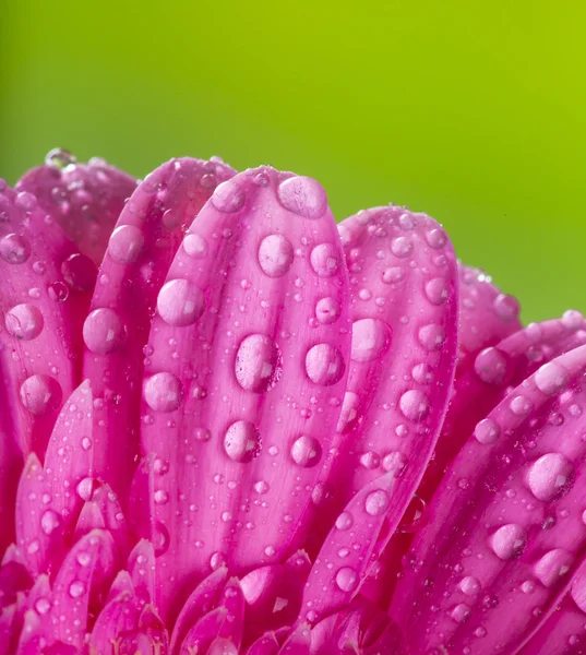 Barevný Gerbera květ — Stock fotografie