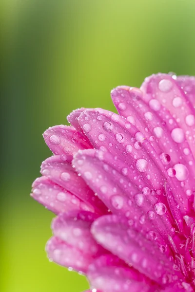 彩色的格柏花 — 图库照片