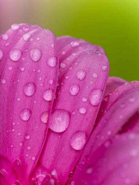 Barevný Gerbera květ — Stock fotografie