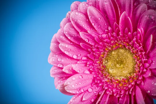 Colored gerber flower — Stock Photo, Image