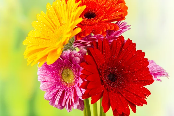Gekleurde gerber bloem — Stockfoto