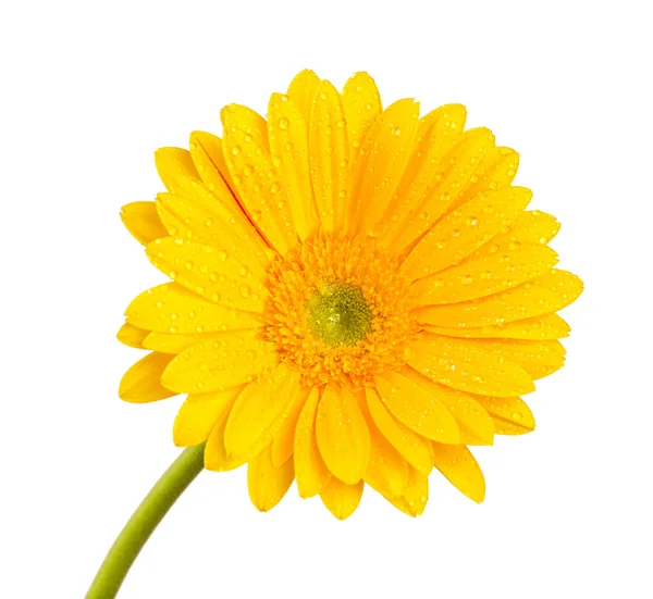 Farbige Gerberblume — Stockfoto