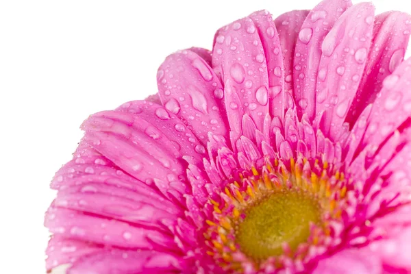 Barevný Gerbera květ — Stock fotografie