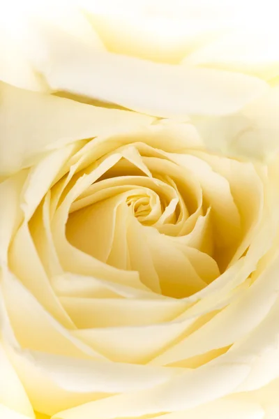 Natuurlijke tint gele rozen achtergrond — Stockfoto