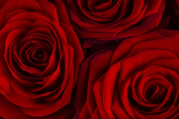Natural red roses background — Stock Photo, Image