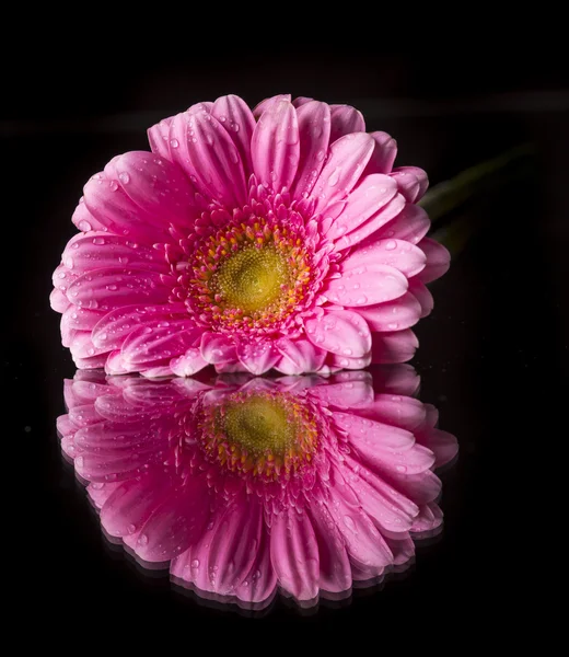 Цветок гербера — стоковое фото