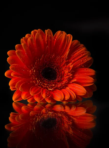 Flor de gerber colorida — Fotografia de Stock