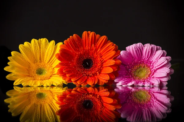 Flor gerber coloreada —  Fotos de Stock