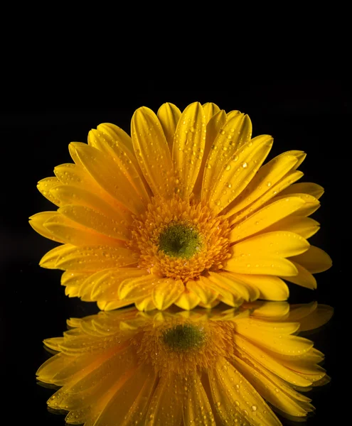 Flor de gerber colorida — Fotografia de Stock