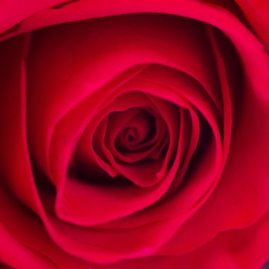 Valentin günü arka plan