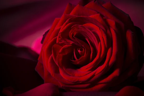 Natural red roses background — Stock Photo, Image