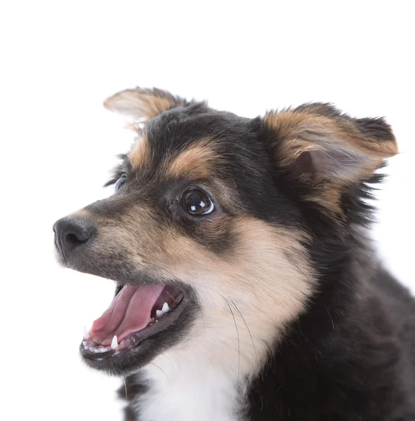 Cute puppy — Stock Photo, Image