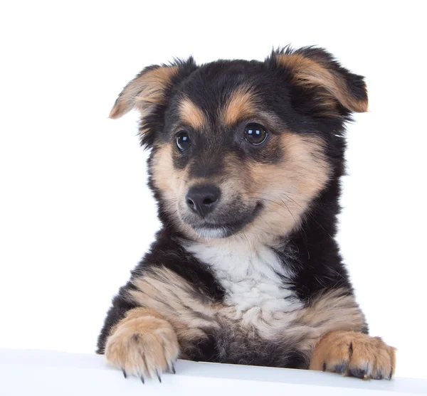 Carino cucciolo — Foto Stock