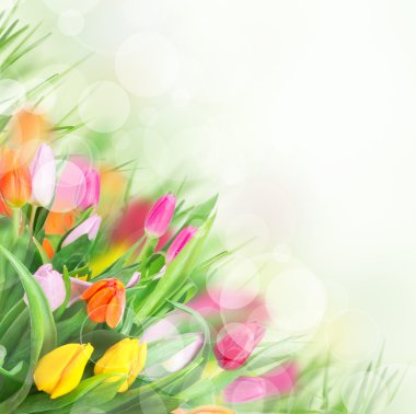 Güzel bir buket lale..