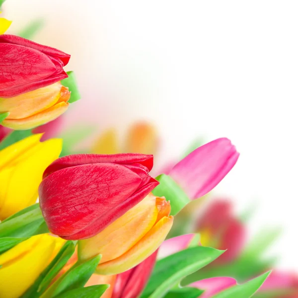 Beautiful bouquet of tulips. — Stock Photo, Image