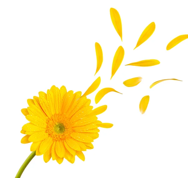 Renkli gerber çiçek — Stok fotoğraf