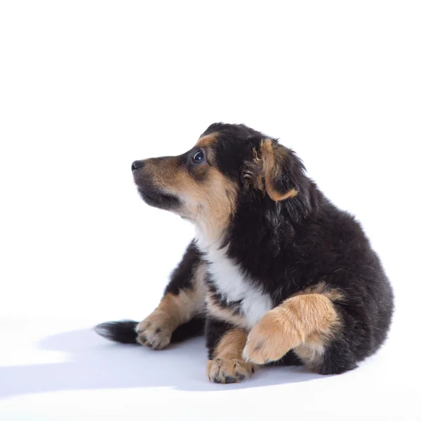 Lindo cachorro —  Fotos de Stock