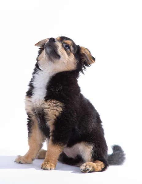 Söt valp — Stockfoto