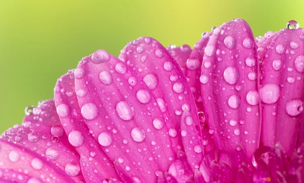 Colored gerber flower — Stock Photo, Image