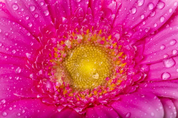 Colored gerber flower — Stock Photo, Image