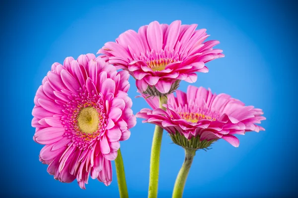 Flor gerber coloreada — Foto de Stock